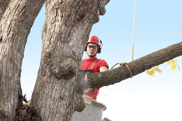 Best Palm Tree Trimming  in Owensville, IN